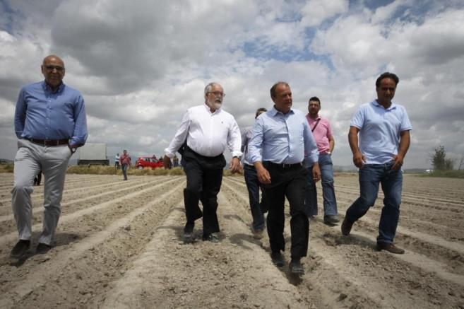 Miguel Arias Cañete, en la visita a una plantación de tomates en...