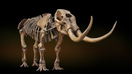 Esqueleto de mamut expuesto en la exposicin de Londres.