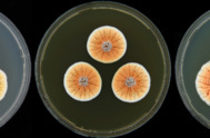 El hongo Penicillium vanoranjei