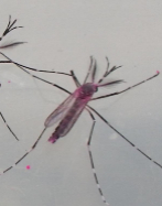Dos mosquitos de la especie 'Aedes aegypti'
