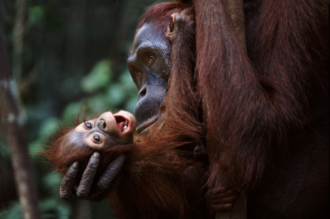 Un pequeo orangutn juega en los brazos de su madre