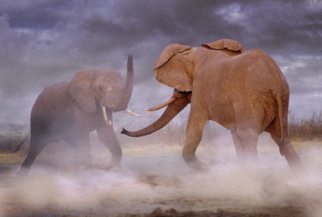 Dos elefantes africanos se enzarzan en una pelea.