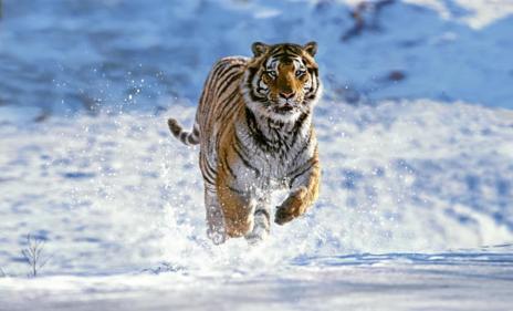 Un tigre siberiano corre a travs de la nieve
