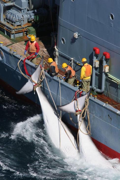 El barco de Greenpeace recoge dos ballenas muertas.