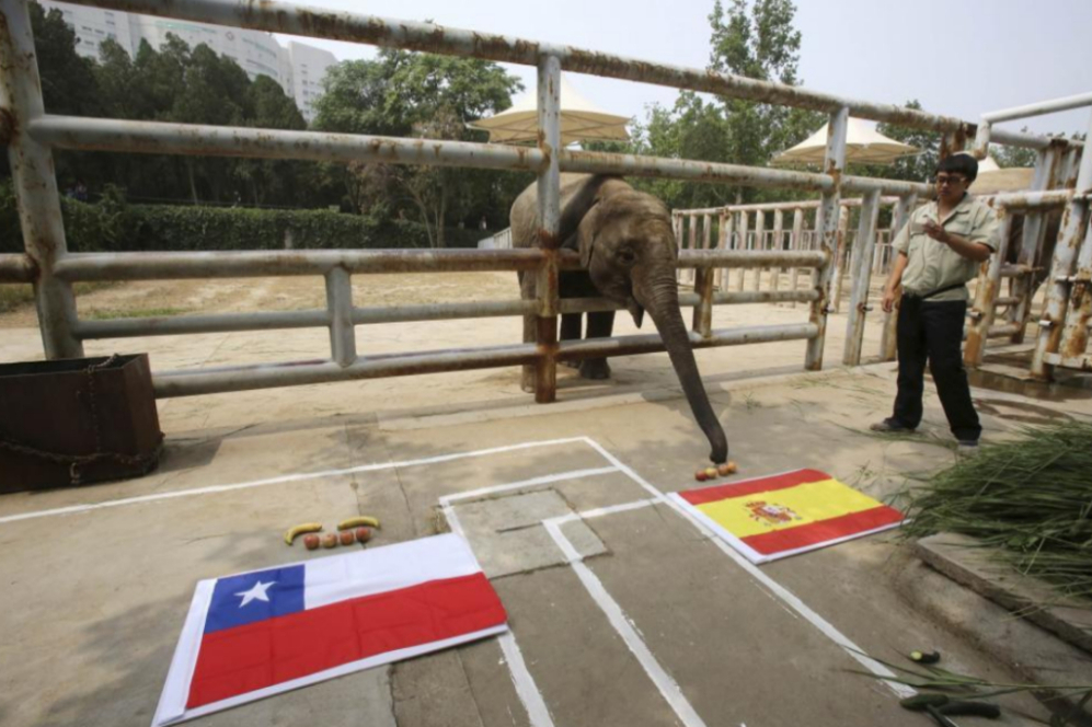 El elefante Yalu, eligiendo que Espaa ganar a Chile.