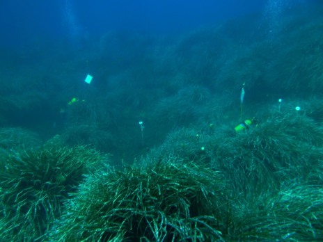Praderas marinas de 'Posidonia oceanica'.
