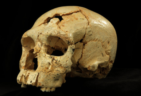 Cráneo 17 de los encontrados en la Sima de los Huesos del yacimiento...