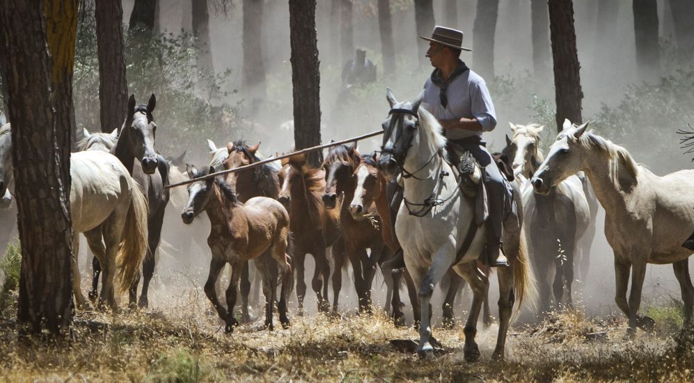 Los caballos recorren Doana camino de Almonte.