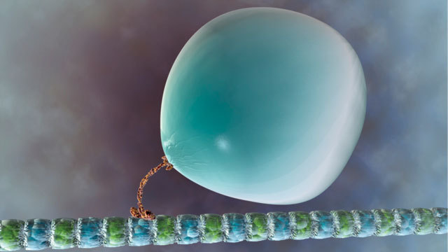 Protena kinesina transportando una vescula sobre un microtbulo