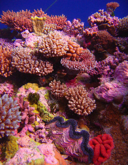 Jardín de coral