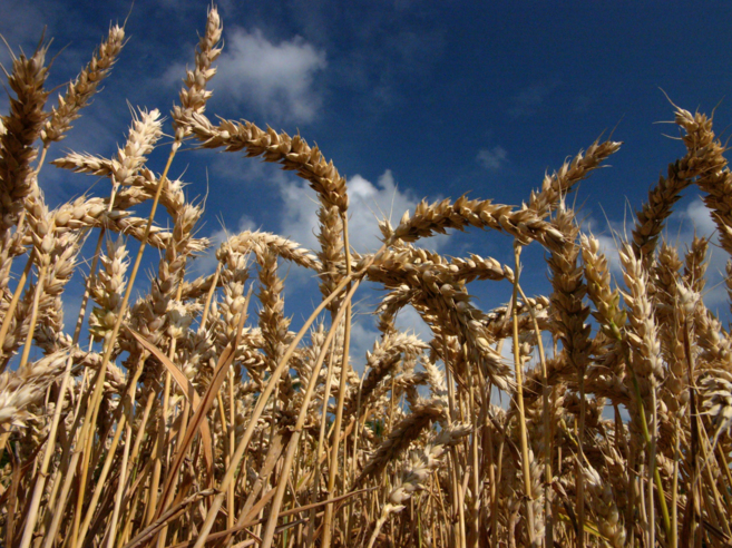 Un campo de trigo.