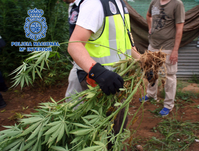 La Polica Nacional desmantelando el cultivo de marihuana de la finca
