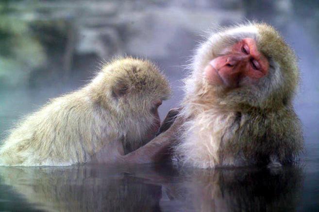 Dos macacos japoneses, como los estudiados en Fukushima, en una fuente...