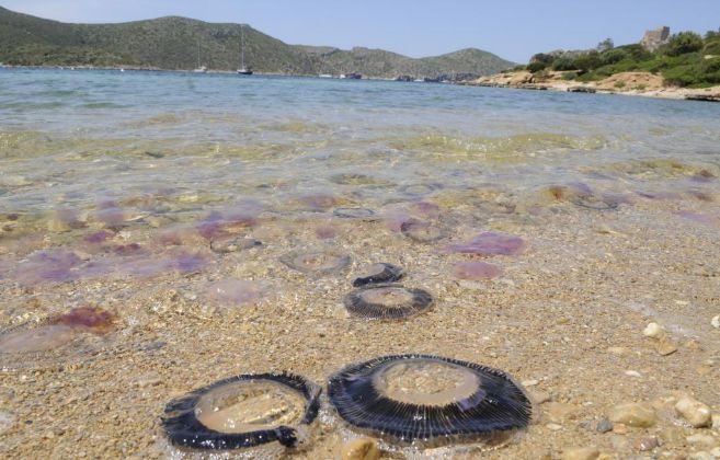 Medusas en una playa de Palma de Mallorca (España)