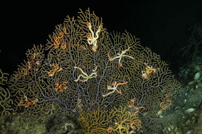 Colonia sana de coral de profundidad con su color dorado a 183...