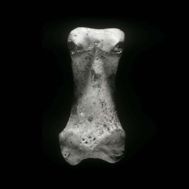 Fsil de la falange de 'Homo antecessor' encontrado en el yacimiento...
