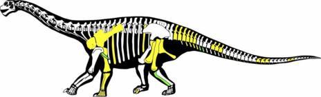 Esqueleto de 'Aragosaurus': en amarillo, los fsiles encontrado en...