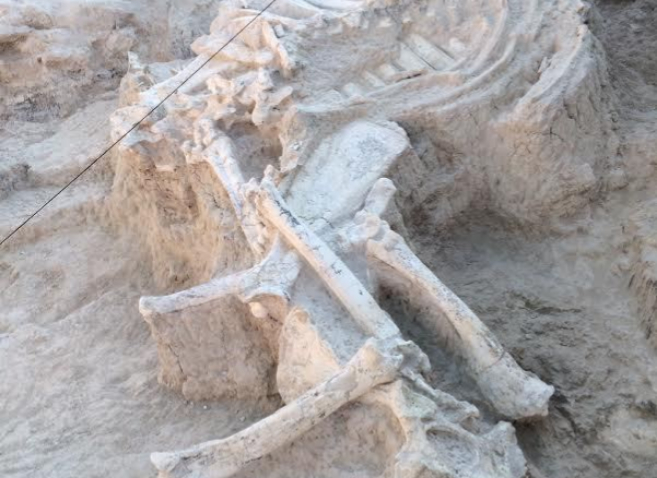 Muestra del esqueleto fosilizado de la jirafa.