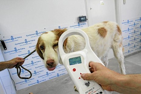 Un perro durante la comprobacin del funcionamiento del chip.