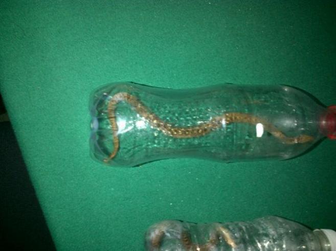 Una de las vboras atrapadas, en una botella. Imagen tuiteada por un...