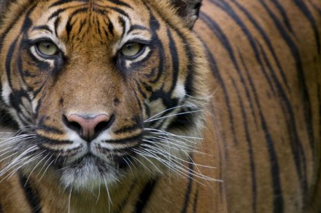 Tigre de Sumatra en cautividad.