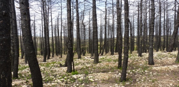 Bosque de pinos quemado en 2012 en el municipio valenciano de Alcublas
