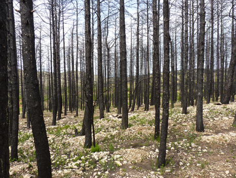 Bosque de pinos quemado en 2012 en Alcublas