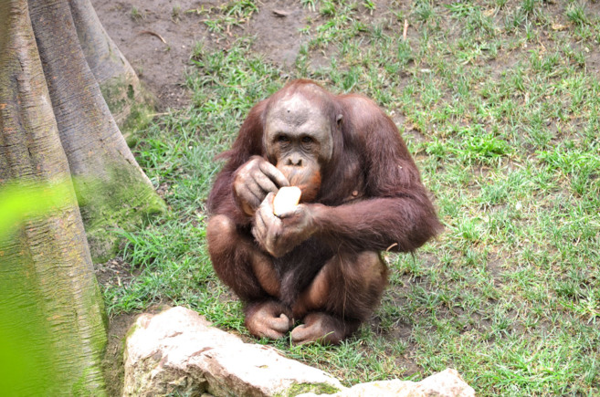 Macho de orangutn degustando su helado.