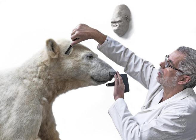 ltimos retoques  a la escultura del oso Knut en el Museo de Historia...