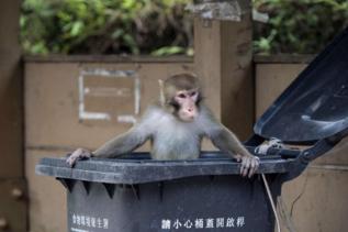 Un macaco dentro del contenedor de la basura.