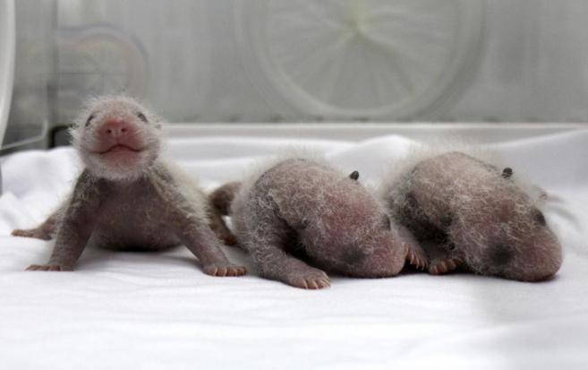 Los cachorros de osos panda en la incubadora en un zoo de Cantn, en...