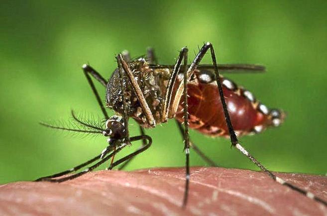 Un ejemplar de 'Aedes aegypti' chupando la sangre de una persona.
