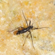 Un mosquito antrtico (Belgica antarctica) macho.