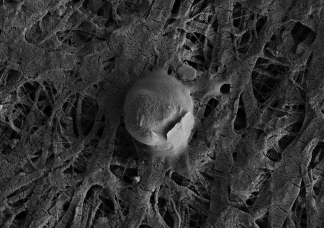 Una célula microbiana con una partícula de sedimento adjunta hallada...