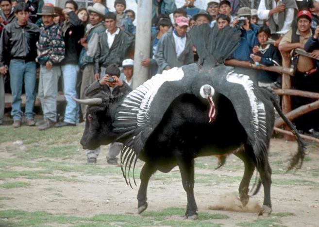 El cndor sobre el toro durante un momento de la fiesta andina