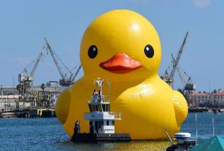Un pato de goma gigante, entre veleros en EEUU.