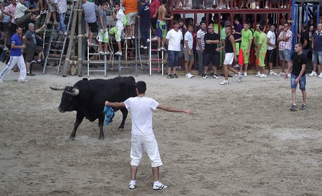 Un joven cita a un toro en las fiestas de Burriana.