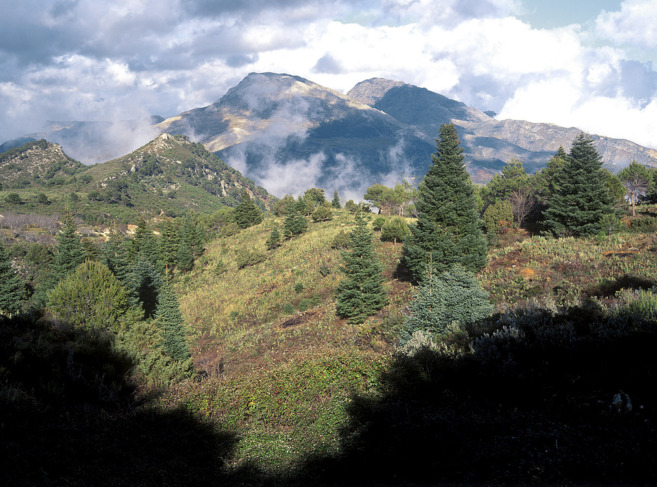 Un grupo de pinsapos de la Sierra de las Nieves.