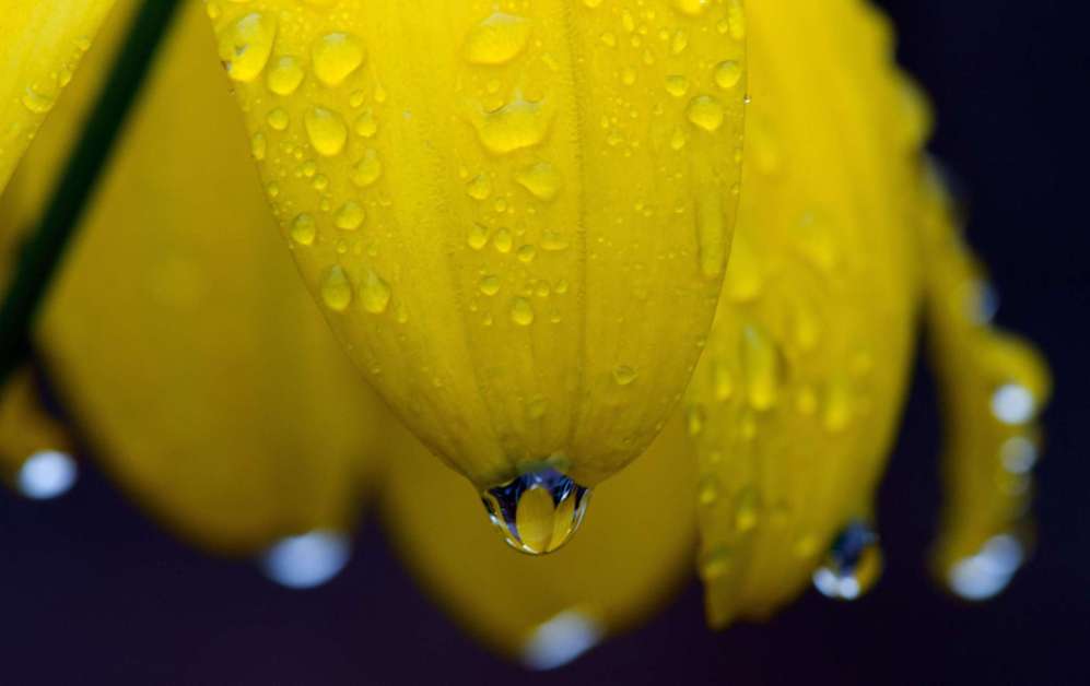 Las gotas de lluvia se aferran a los ptalos de una flor cnica...