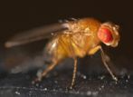 Imagen de la mosca 'Drosophila melanogaster' cuyo genoma ha...