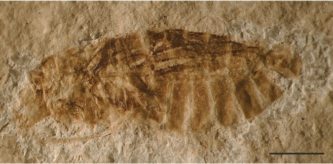 Insecto acutico fosilizado.