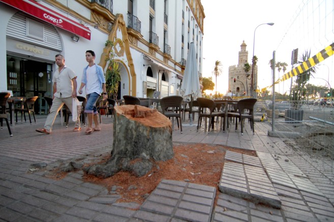 Uno de los rboles talados en la calle Almirante Lobo de Sevilla.