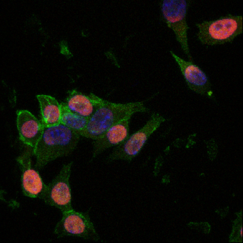 -catenin (con luz verde) en las clulas madre embrionarias de ratn.