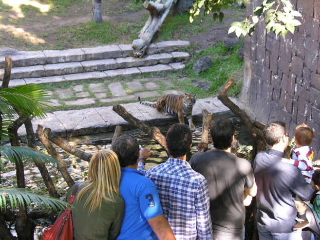 Turistas observando un tigre de Bioparc.