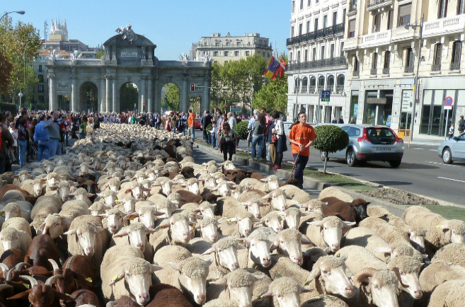 Un grupo de pastores gua a un rebao de ovejas en Madrid, para...