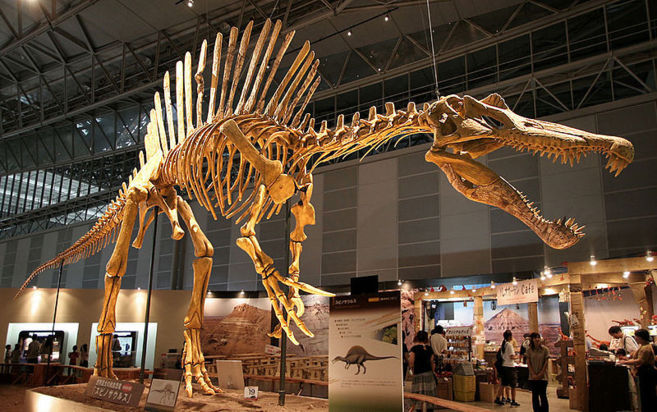 Esqueleto del Spinosaurus aegyptiacus, especie que vivi durante el...