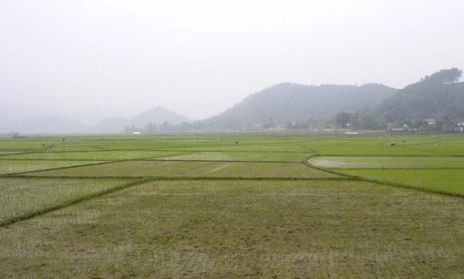 Campo de arroz cerca de Thai Nguyen, en el norte de Vietnam.