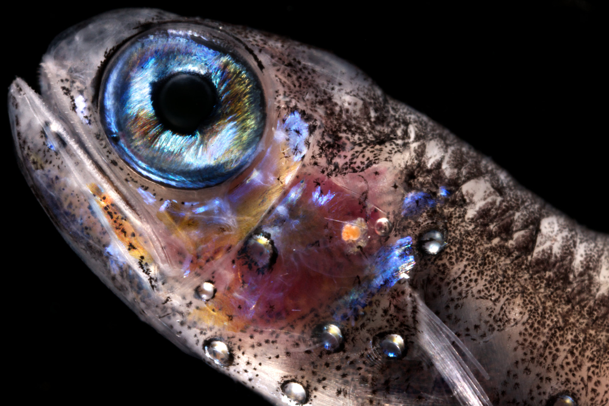 Какие глаза у рыб. Глаз рыбы. Космическая рыба. Глаза рыбки. Голубоглазая рыба.