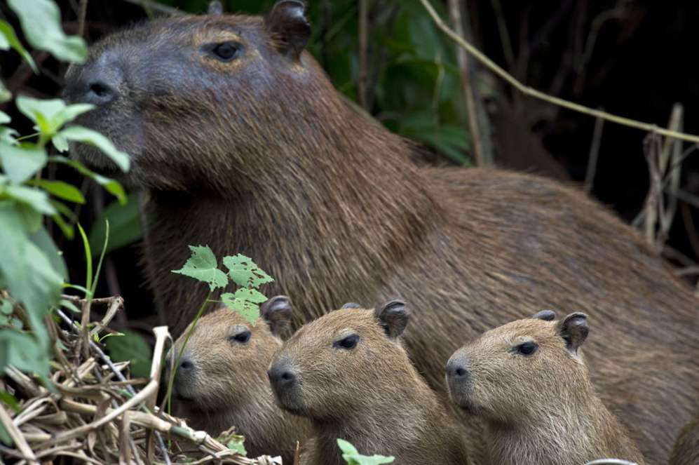 Una familia de Capibaras descansan cerca del ro de Paraguay, en...