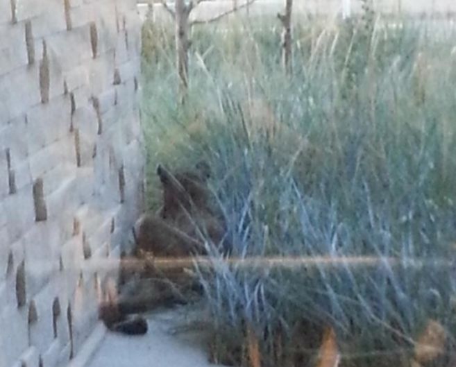 El Puma descansando en la hierba junto al hospital South Health Campus